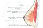 Как растет грудь: этапы развития и можно ли на них повлиять